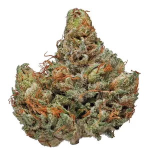 Buy master kush online
