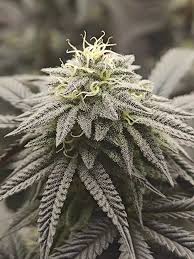 Black Mamba Strain Exotic Genetix