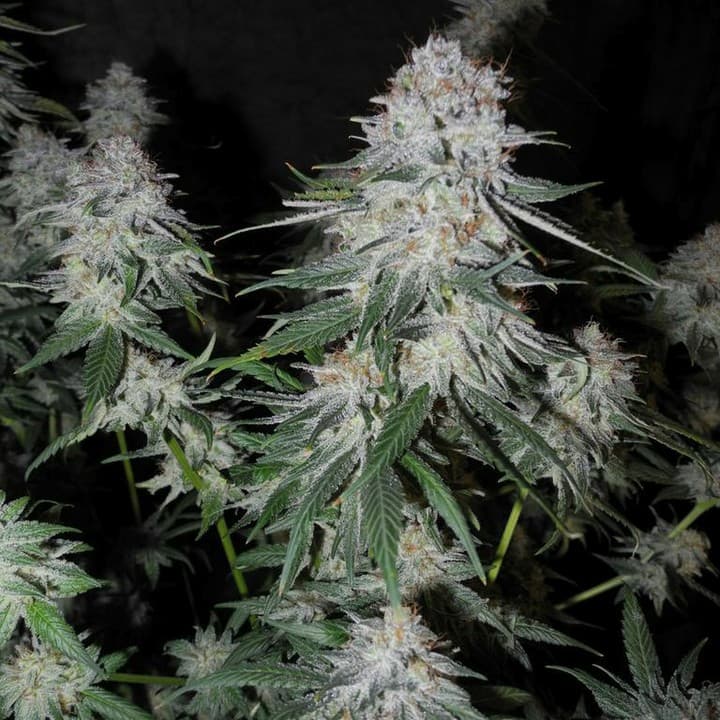 Blue Moon Rock Strain