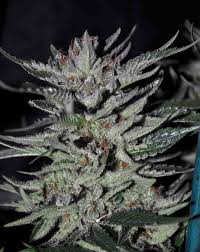 Blue Moon Rocks Strain