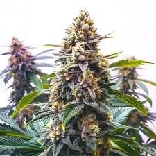 Blue Moonrock Strain