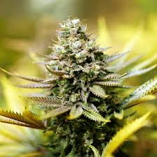 Blue Moonrocks Strain