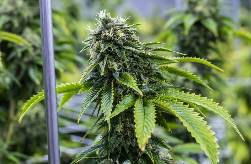 Bruce Banner Strain Effects