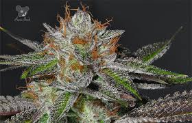 Bruce Banner Weed