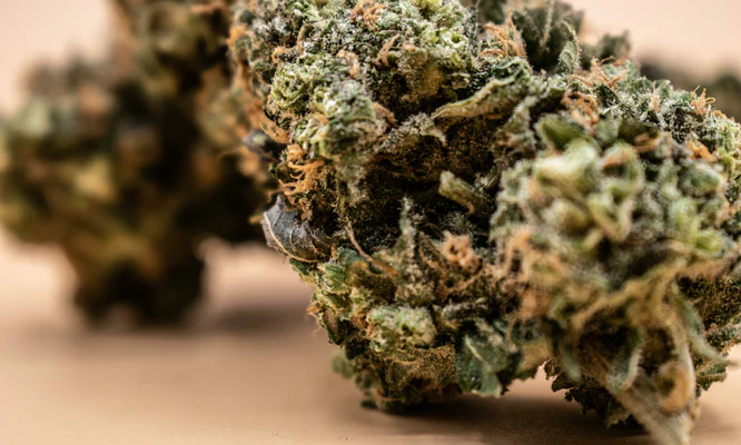 Buy Real Weed Online Cheap