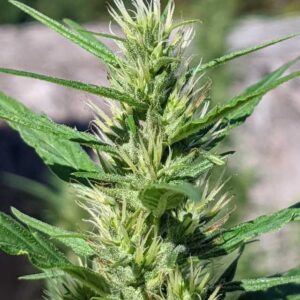 Buy Sativa Online