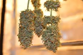 Buy Weed Online Worldwide