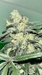 Death Star Clones For Sale