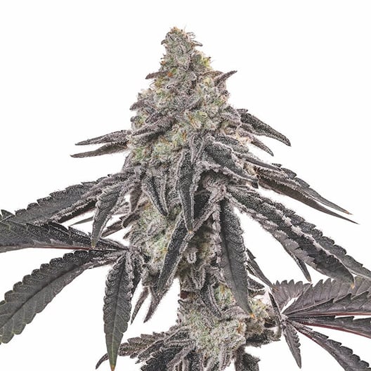 Death Star Strain Seeds